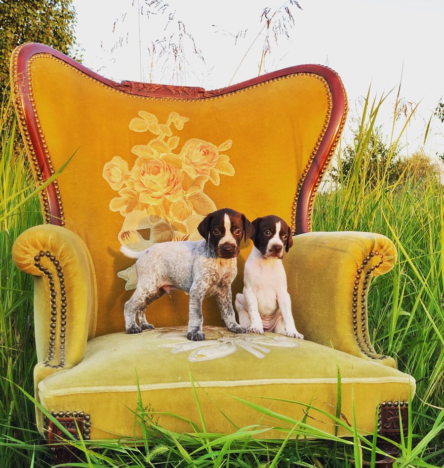 circlehbirddog's tweet photo. Royalty! 👑 

#dogofalifetime #circlehgundogs #gundog #birddog #fetchingfeathers #uplandhunting #uplandgundog #uplandaddiction #coveyrise #uplandtroubadour #projectupland #huntkansas #kdwp #quailforever #akc #gsp #germanshorthairedpointer #purinaproplan #perfectionkennel https://t.co/GQBEN0LlNf