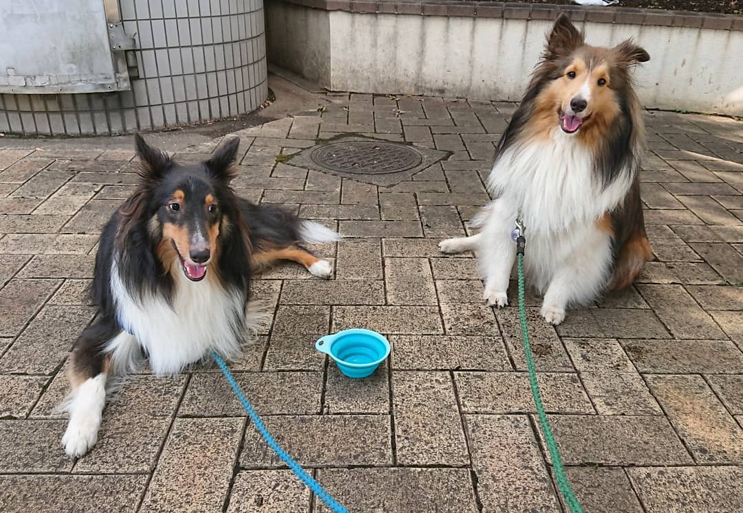 lcmc_1815's tweet photo. 油断していたら意外と暑かったです😅
#シェルティ
#シェットランドシープドッグ
#sheltie
#shetlandsheepdog
#ラキミキ
#ラッキーミッキー
#キッキー
#luckymickey
インスタ⇒https://t.co/MRoeZX1rnC https://t.co/zbygxZ4T15