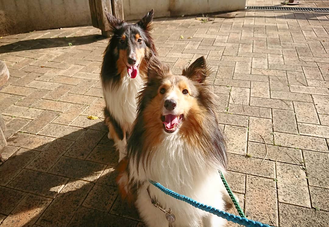 lcmc_1815's tweet photo. 油断していたら意外と暑かったです😅
#シェルティ
#シェットランドシープドッグ
#sheltie
#shetlandsheepdog
#ラキミキ
#ラッキーミッキー
#キッキー
#luckymickey
インスタ⇒https://t.co/MRoeZX1rnC https://t.co/zbygxZ4T15