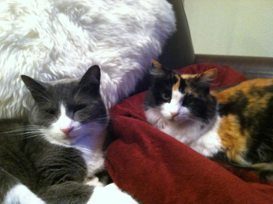 VampireMaman's tweet photo. #LoveMyCat #TerryPratchett #Cats #WritingCommunity  “If cats looked like frogs we'd realize what nasty, cruel little bastards they are. Style. That's what people remember.” 
― Terry Pratchett, Lords and Ladies

Meet my cats Oscar and Gloria. #Calico #TuxedoCat #MaskedCats https://t.co/deJoV2Rbsv