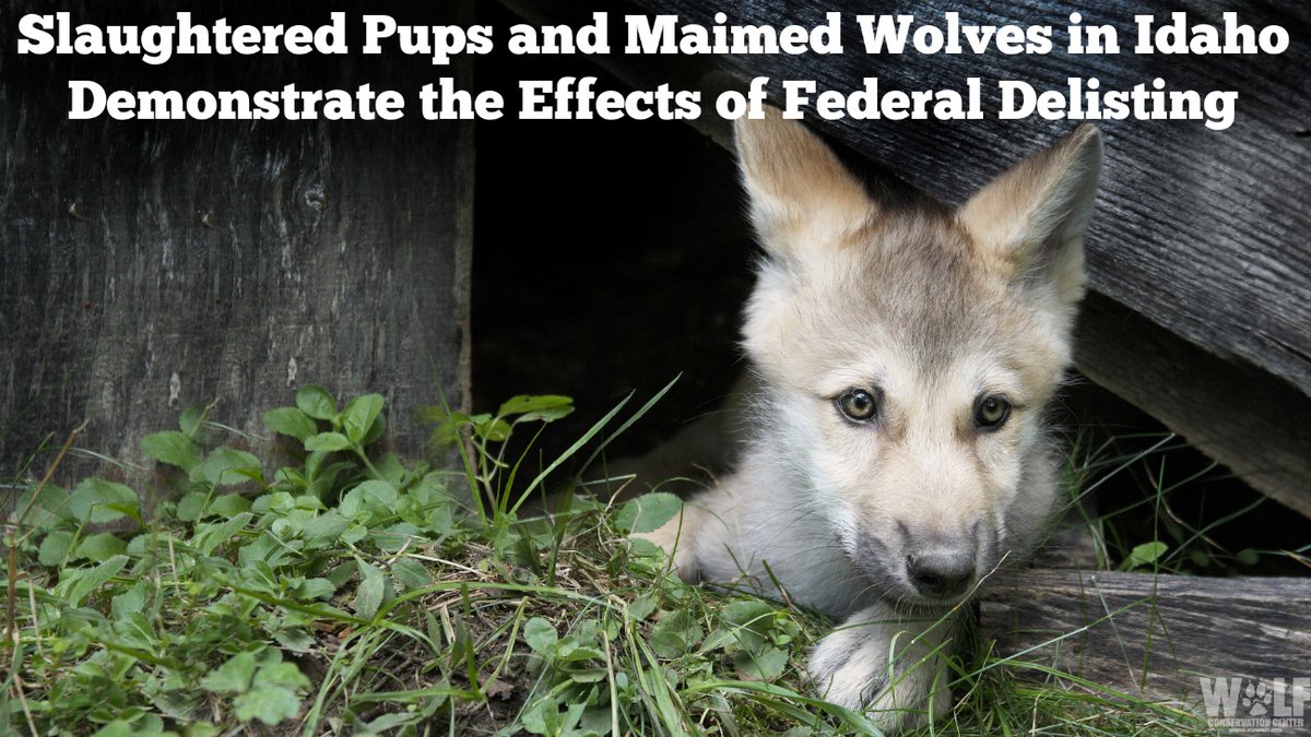 nywolforg's tweet photo. BREAKING
Newly obtained records from Idaho reveal that in Jan-Sept 2020, recreational wolf hunters, Idaho Fish &amp; Game + USDA's Wildlife Services killed 35 wolf pups + juveniles, some weighing as little 16 lbs + only 4-6 weeks old. 
➡ https://t.co/QWtWHvkrJO via @wildadvocate https://t.co/CDsykH6Vmd