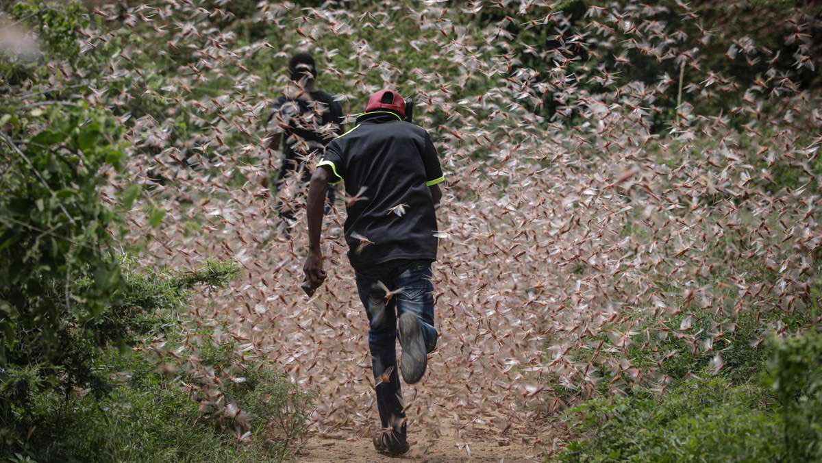 FEBRUARY• Plague of locustsKenya & Ethiopia are experiencing their worst infestation in decades. Locust are now spreading into Uganda & Tanzania. The swarms threaten to damage the crops of five countries in the region.