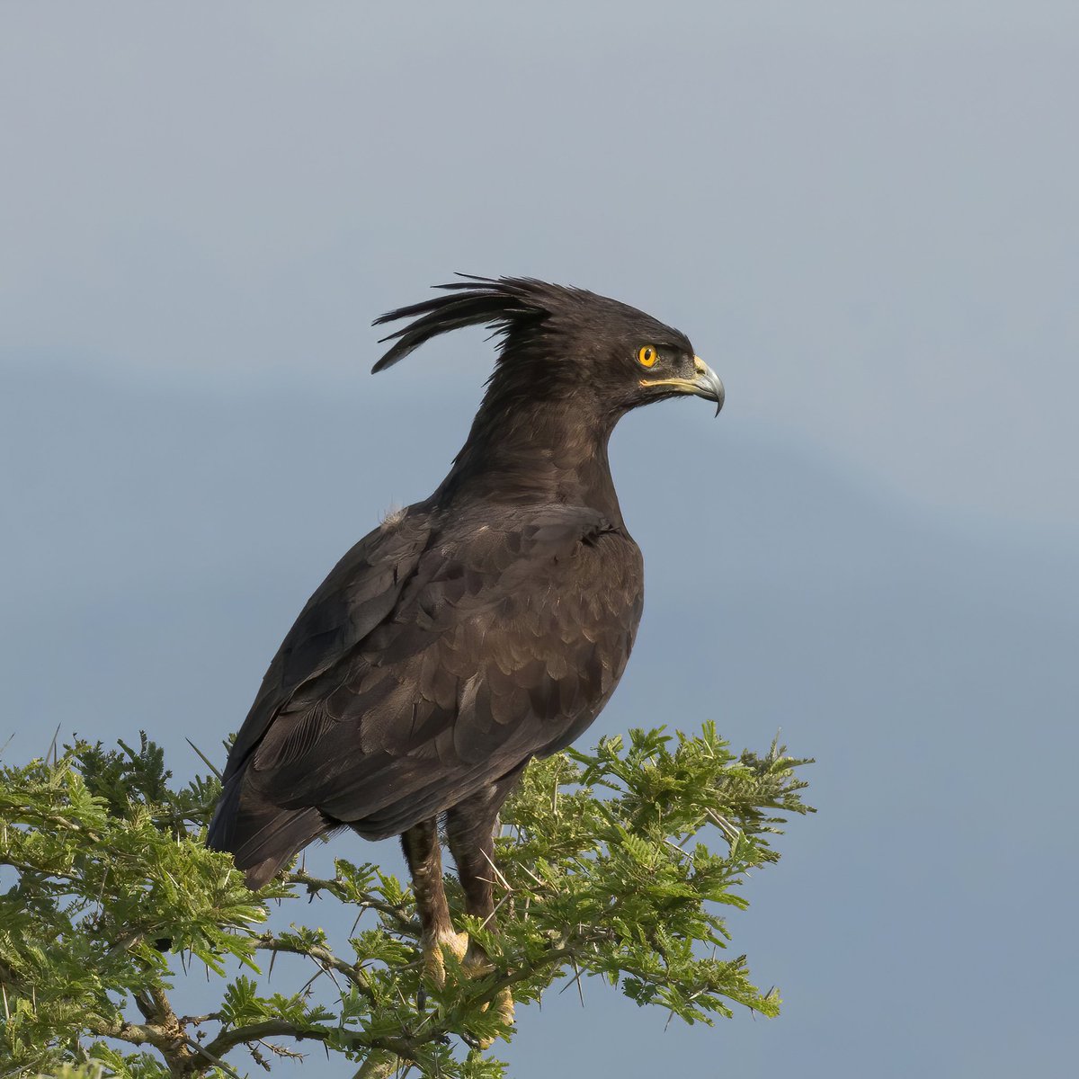 Riamus01's tweet photo. Meet the long crested Eagle. Or as I like to call it, Mini Rodan. https://t.co/CMHOf5ba9I
