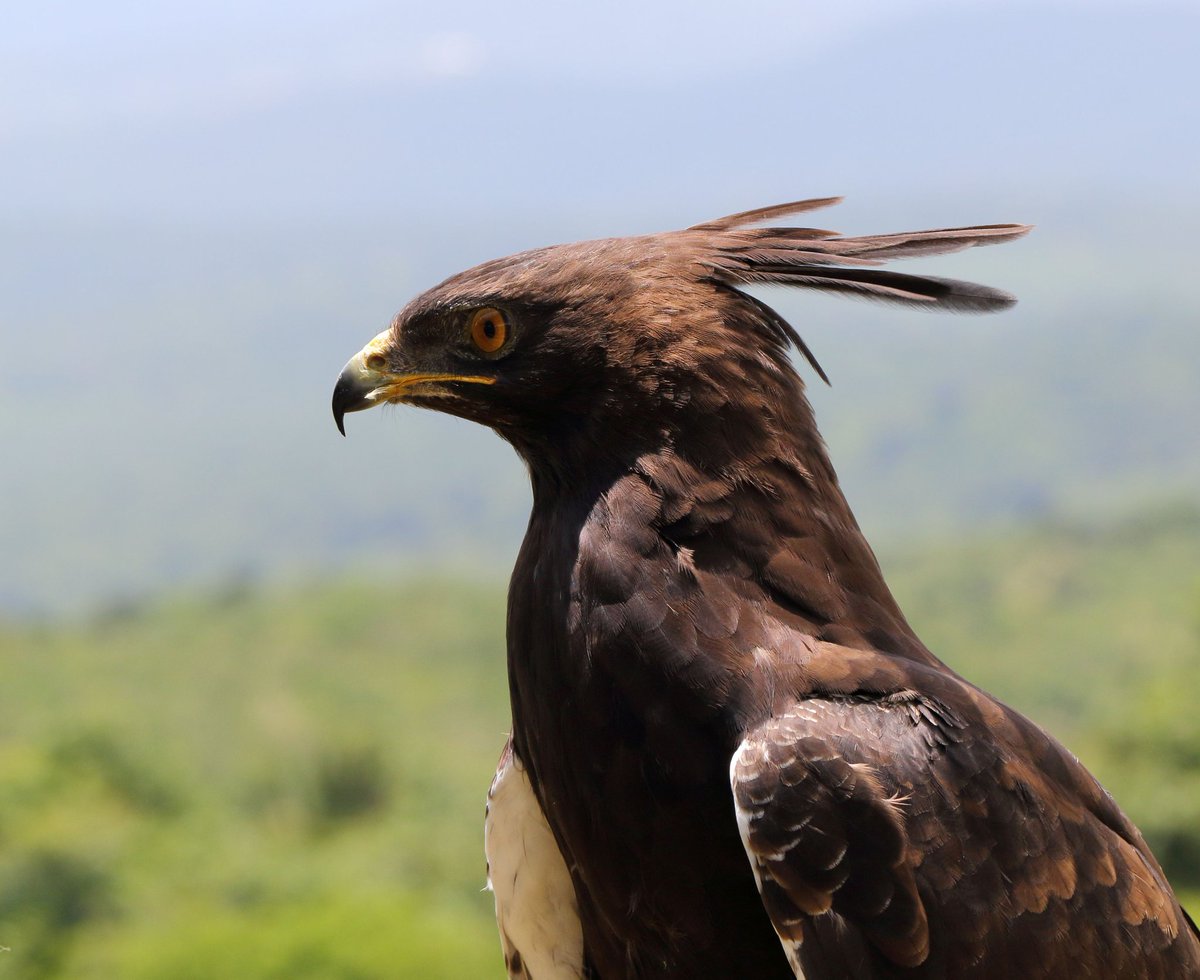 Riamus01's tweet photo. Meet the long crested Eagle. Or as I like to call it, Mini Rodan. https://t.co/CMHOf5ba9I