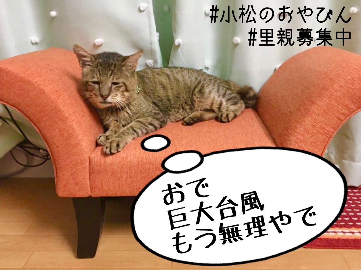 Twitter এ えん 保護活動と猫との暮らし 今年も台風の季節 木造家屋が飛ばされる強風や 車がどんぶらこと流される浸水に 野良猫が自力で太刀打ちできる術はありません 気にかけている野良猫がいましたら あなたが助けてあげてください 保護場所が無ければ一番