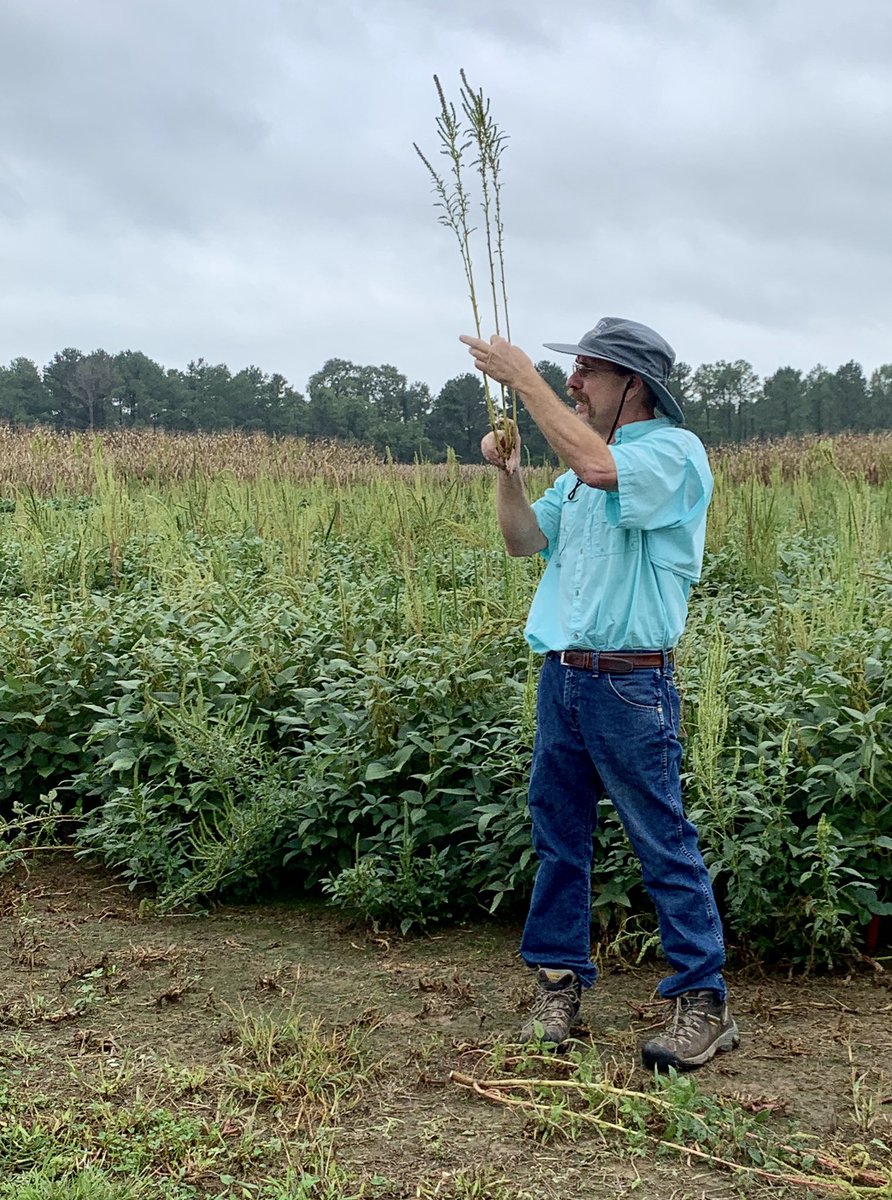 Lindsay_S_S's tweet photo. When Cotton Tour must go virtual, #UTExtension agents/specialist take advantage of the day & research for an in-season cotton inservice. Valuable data shared with UT Extension agents in cotton counties. @UTIAg @UTcrops #bestspecialists #cotton https://t.co/nNcUTvAmwE