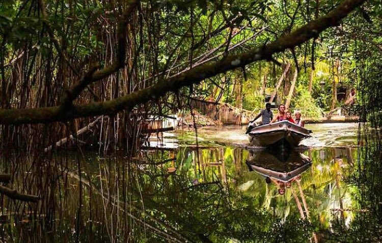 CeylonTours's tweet photo. The wildlife rich mangroves of the Madu River are very fragile and important ecosystems in Sri Lanka. Known as Madu Ganga, it is a shallow river in the south-west of Sri Lanka. 
#SriLanka #lovesrilanka #maduriver #boatrides #lagoon #balapitiya https://t.co/umus3rg9gX