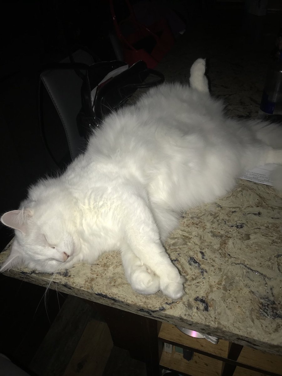 Cat - atonic after 3 PA days in a row!