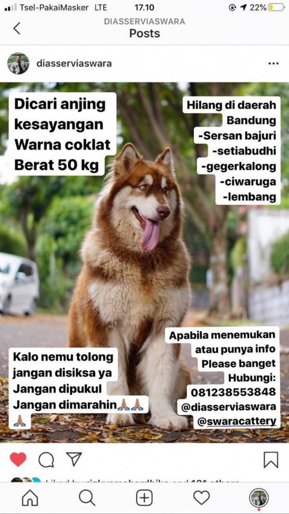Via <a href="/hicupla/">halfplastic</a> : Kehilangan anjing berwarna coklat dengan berat 50kg