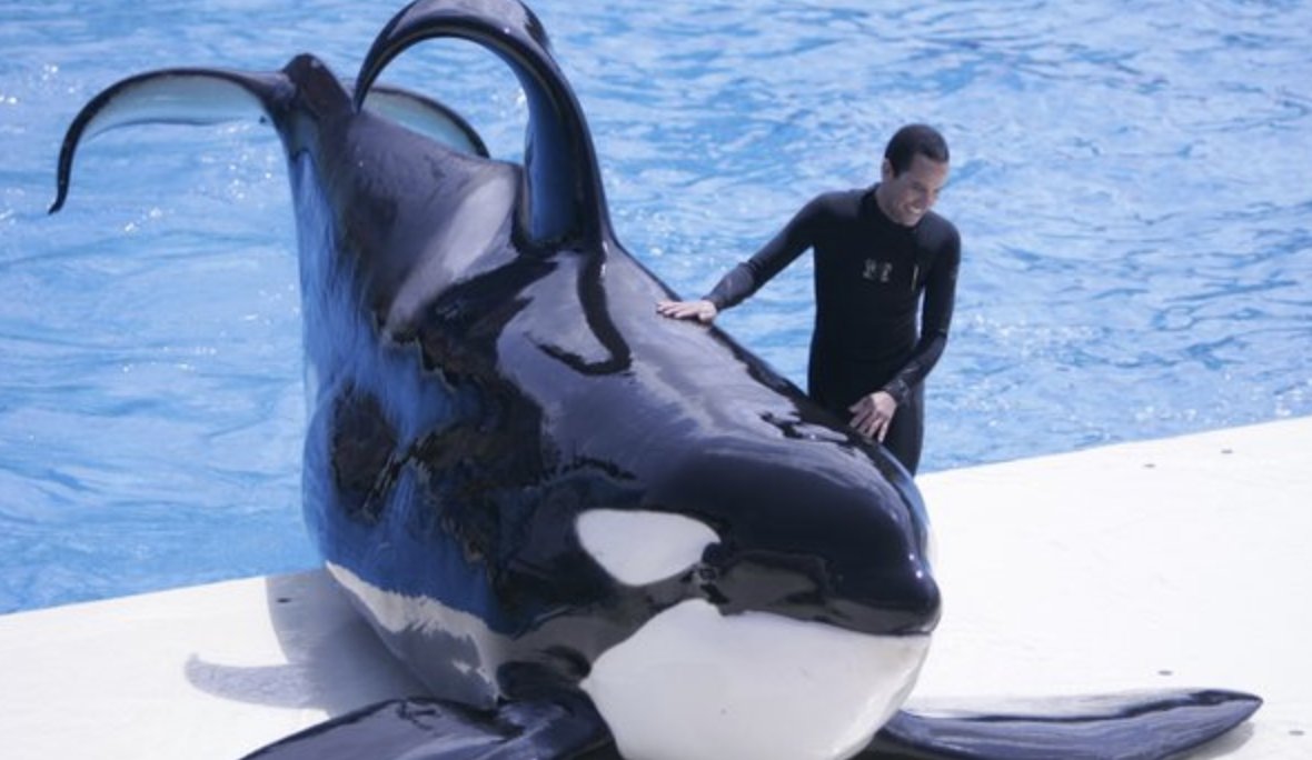 Killer whales in captivity show more proof: those fins have evolved to swim much deeper with less gravity. Whales in captivity tend to swim in one direction resulting in droopy fin syndrome.