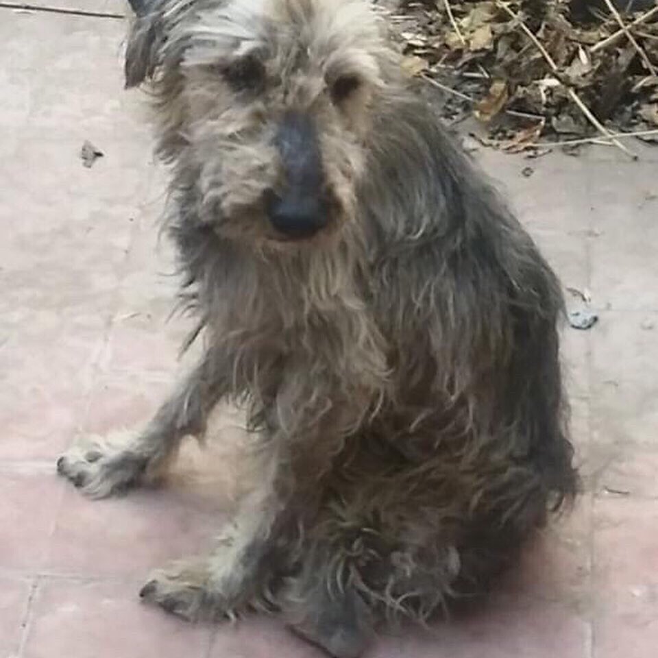 amiguitosdexahi's tweet photo. este perrito necesita de tu ayuda!!
Colaborá con dinero o compartiendo!
Gracias ❤️ https://t.co/j3mGLghOHy