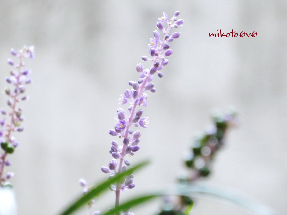 Liriopemuscari