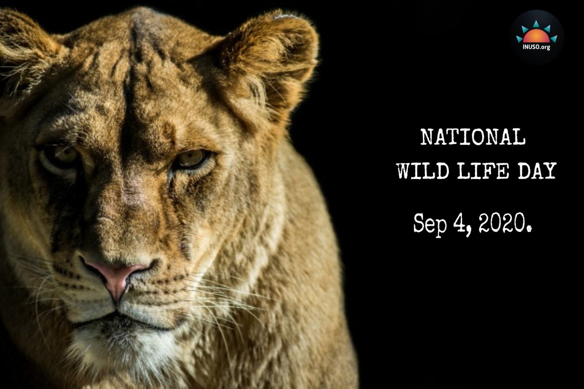 INUSO4's tweet photo. #best #outdoors #bhfyp #safari #instagram #picoftheday #adventure #naturelover #travelphotography #beautiful #wildlifeplanet #animalphotography #photo #forest #cute #landscape #world #natgeowild #wildanimals #india #animallovers #wildlifeonearth #explore #birdlovers #photographer https://t.co/Yt061RWF9l