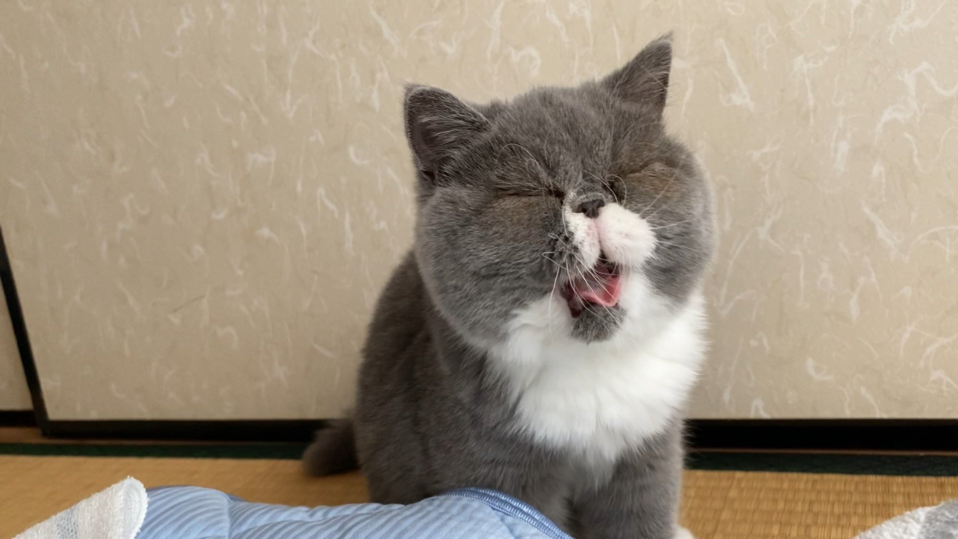 こんちゃん こんにゃく (@konchan1984) / X