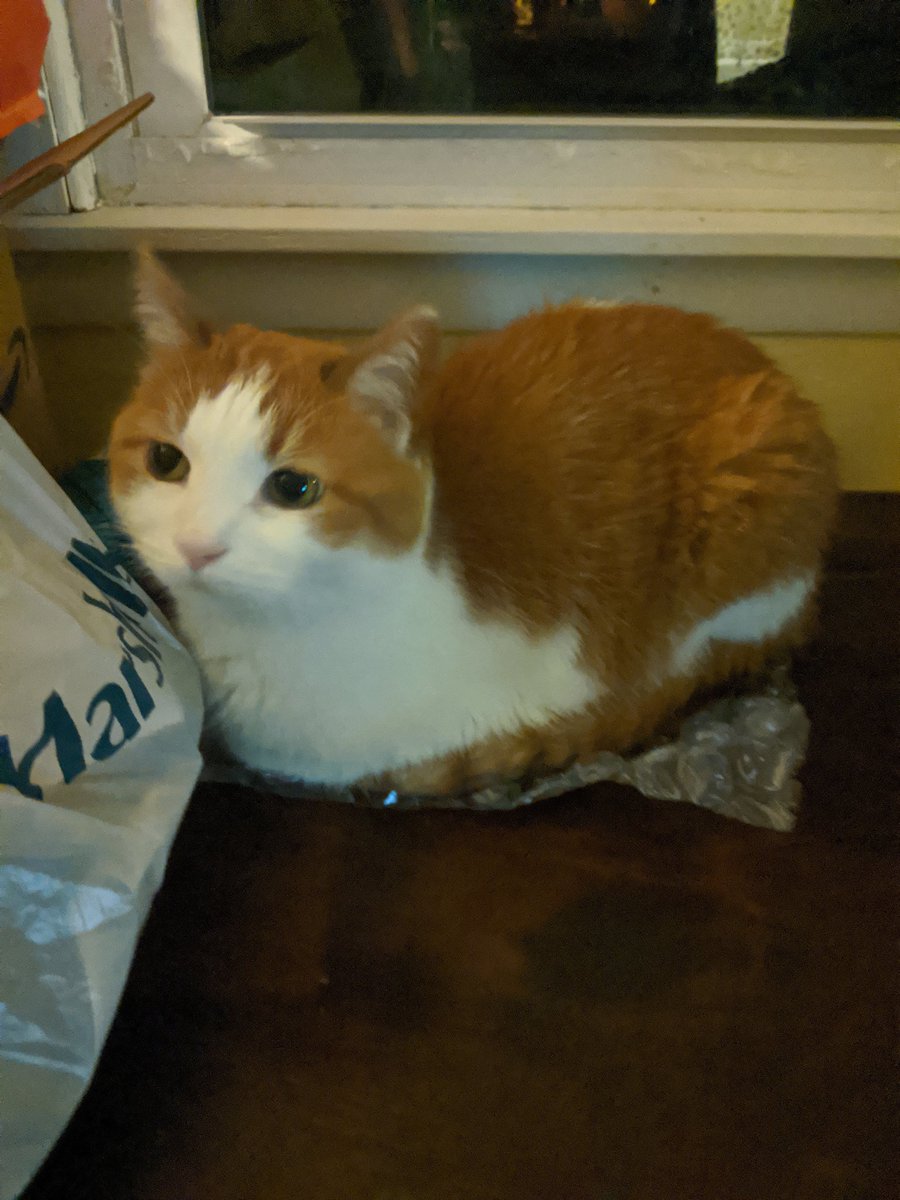 The bubble wrap saga continues 🥰🐈