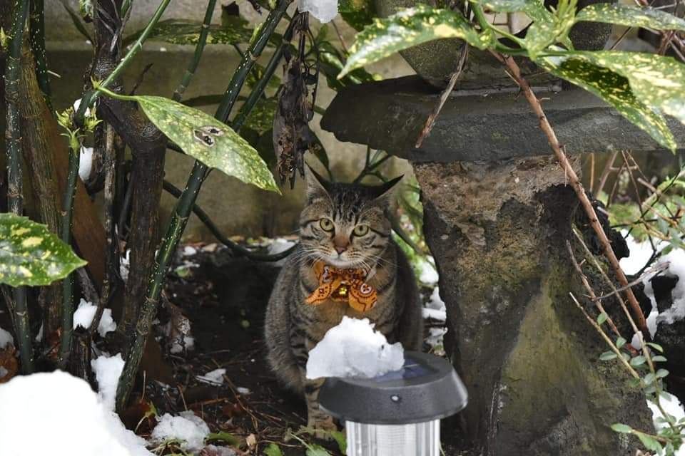 Junkuwabara バイクで放浪旅計画中 Junkuwabara Twitter