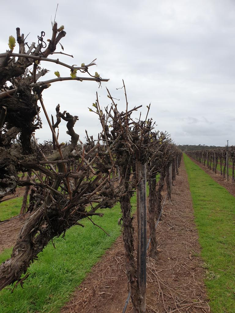 Chardonnay is underway in Padthaway...