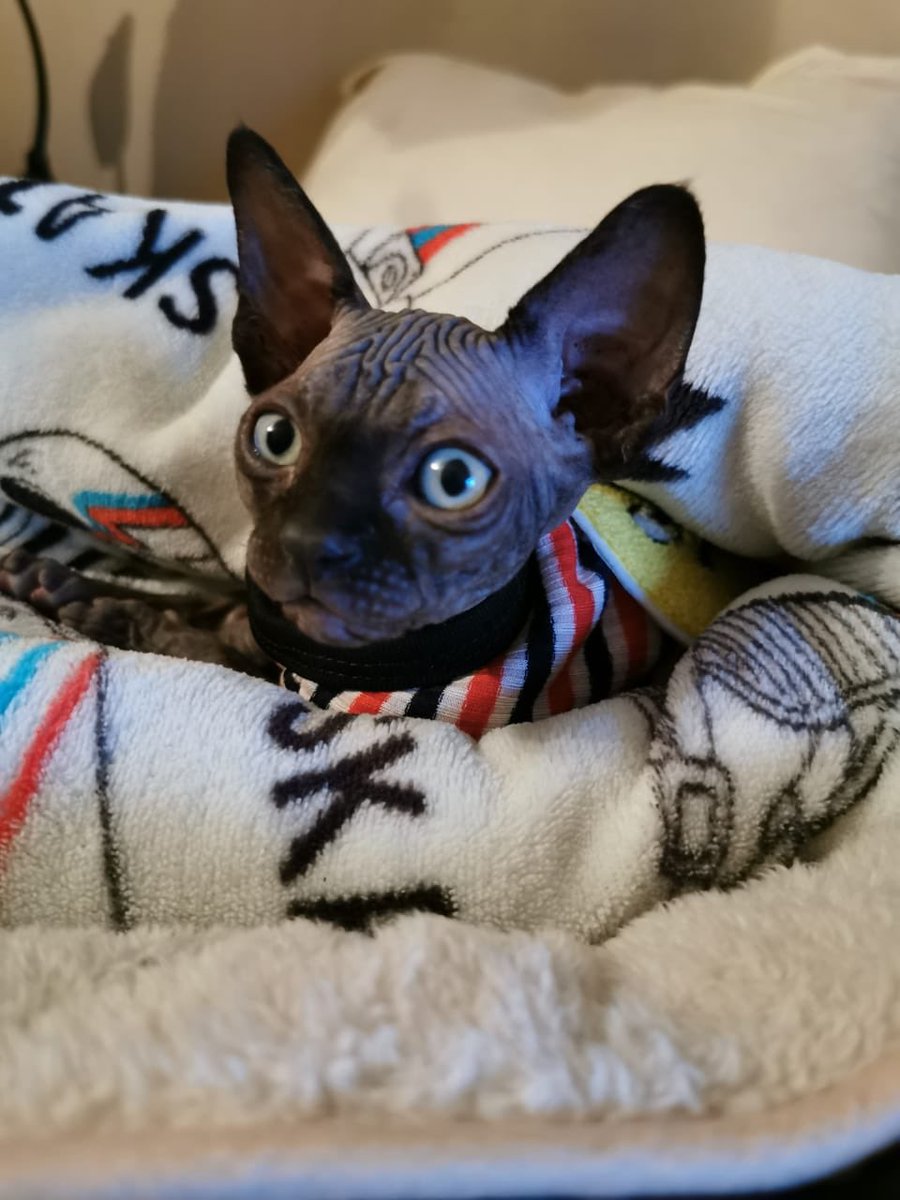feliup's tweet photo. Darko a punto de mimir 🤤♥️ https://t.co/Xm5WkZlTLD