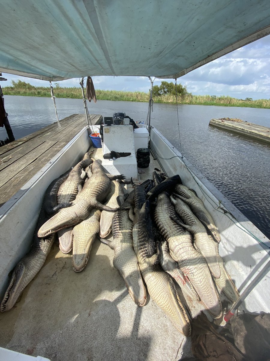 PaigeCarmanATC's tweet photo. My husband and his boss put in work today!! 🐊🥩🤩 #gator #gatorhunt #gatorhunting #hidesfordays #gatormeat https://t.co/NwKwijv2o5