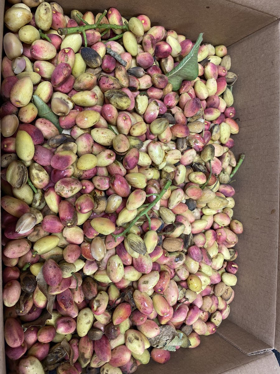 primexfarms's tweet photo. #harvest2020 @primexfarms https://t.co/n7Pb0kkLGV