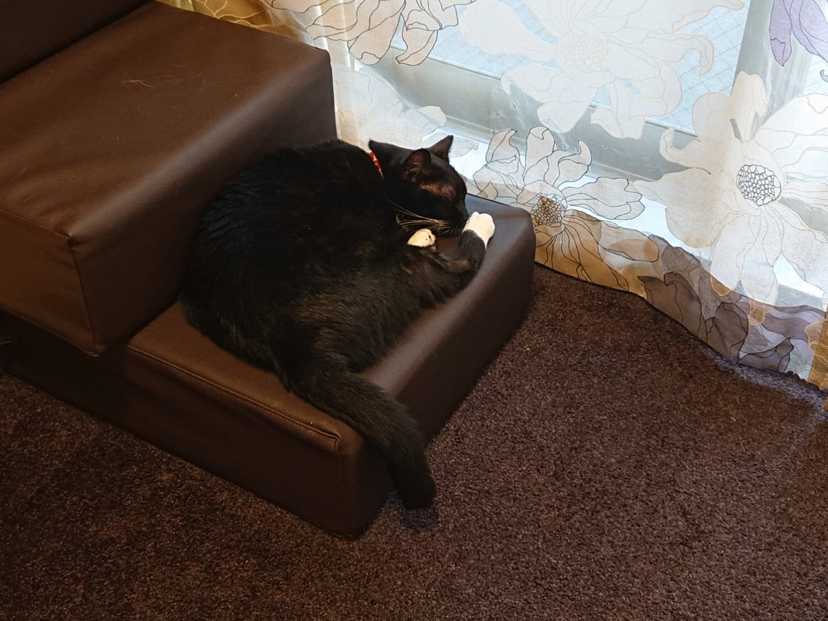 maple_s14's tweet photo. 【悲報】ねこさん受難

朝起きたら、ねこさん落下して負傷してた🙀
犯人は知らん顔を決め込んでおる💤

#エイズキャリアは普通の猫 
#cats #rescuedcats #adoptedcats #mycats #lovecats #catstagram #instacats #petstagram #blackandwhite #scarf #黒白 #襟巻き #保護猫 #ねこ #猫  #里親 https://t.co/ruY3sqBaQ4
