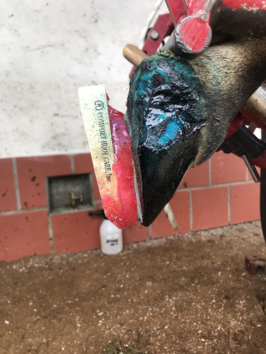 Remember: when you treat a lame cow you should to make sure how the angle is in the block #nolamenesstolerance #prevention #lamecow