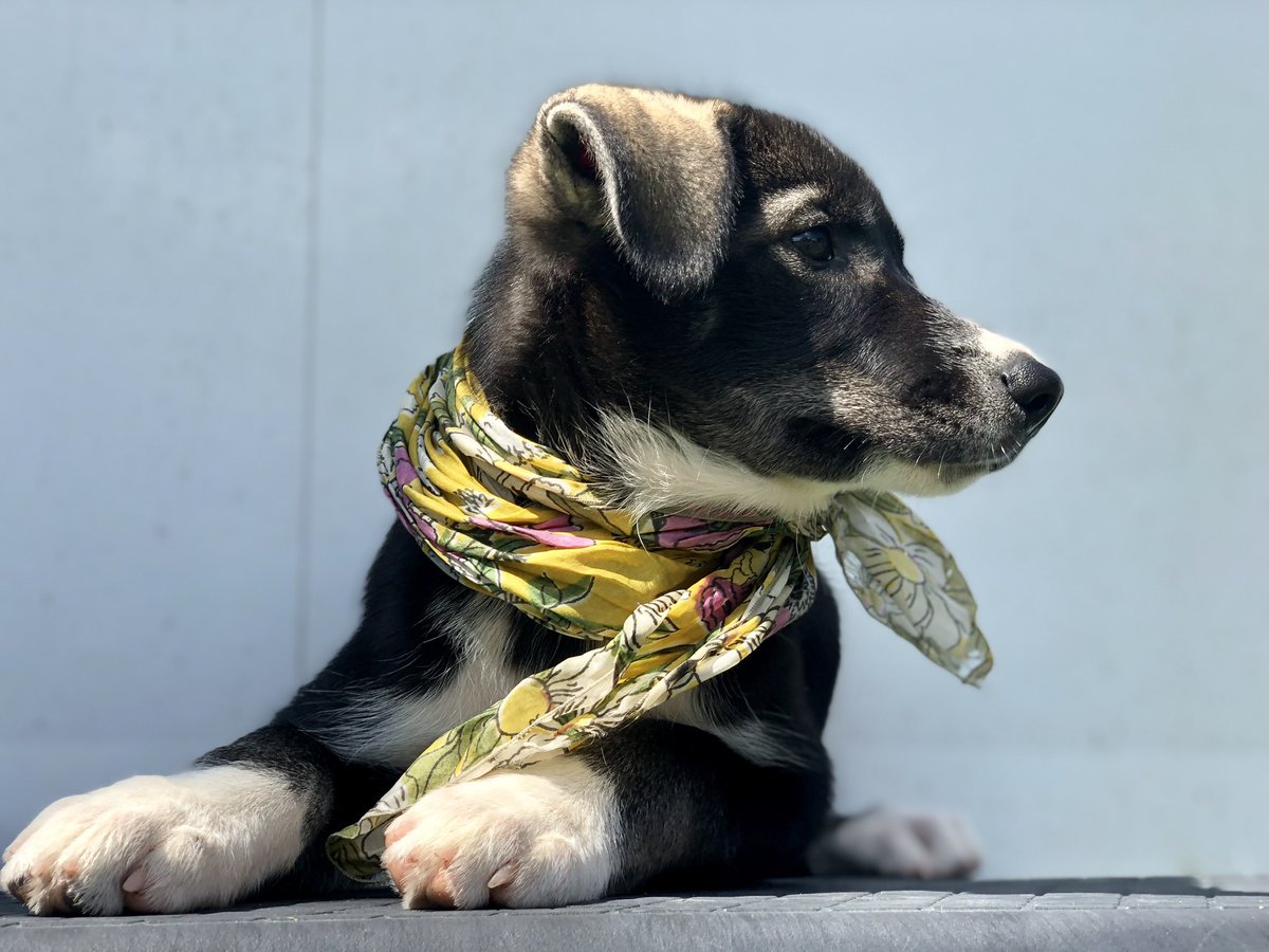 Leap is our teenage rebel who grew up as a solo pup and therefore owns the farm and everyone in it.