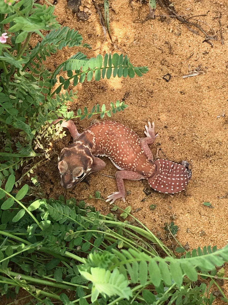 CallumJLove's tweet photo. A fantastic day out with YFIG, the sites looked great. @eyres_N spoke well on the benefits and outcomes that we have seen and can expect going forward into next season. As a bonus we spotted a little extra biodiversity in the serredella site hosted by @jockbo75 @NicoleBatten2. https://t.co/tWdscNKMXx