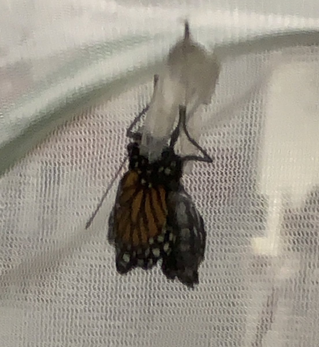 DeLaRosaMelly's tweet photo. Our first Monarch emerged this morning, and later, the second!! ๐๐ I love this time of the year and seeing the wonder before us! #UnionSTEAM https://t.co/W7OMBW8bw5