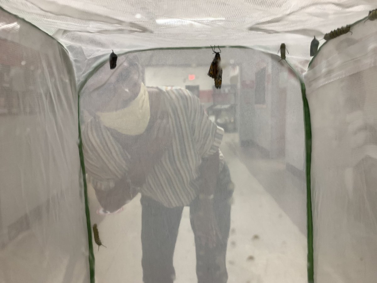 DeLaRosaMelly's tweet photo. Our first Monarch emerged this morning, and later, the second!! ๐๐ I love this time of the year and seeing the wonder before us! #UnionSTEAM https://t.co/W7OMBW8bw5