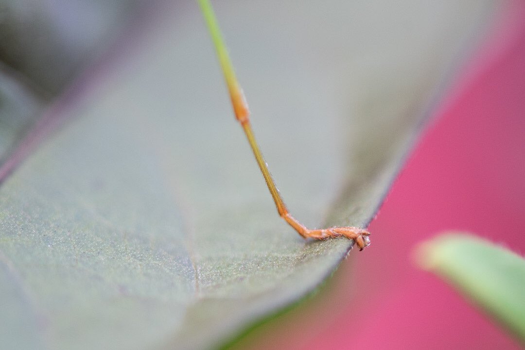 AlexElizabethJ's tweet photo. Spotted a camouflage master this afternoon. #walkingstick #nikonphotography #macrophotography https://t.co/cnKGaRHpgr