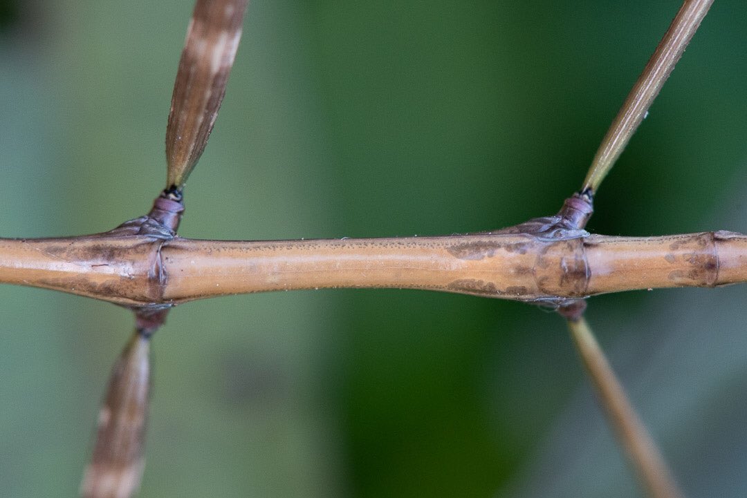 AlexElizabethJ's tweet photo. Spotted a camouflage master this afternoon. #walkingstick #nikonphotography #macrophotography https://t.co/cnKGaRHpgr