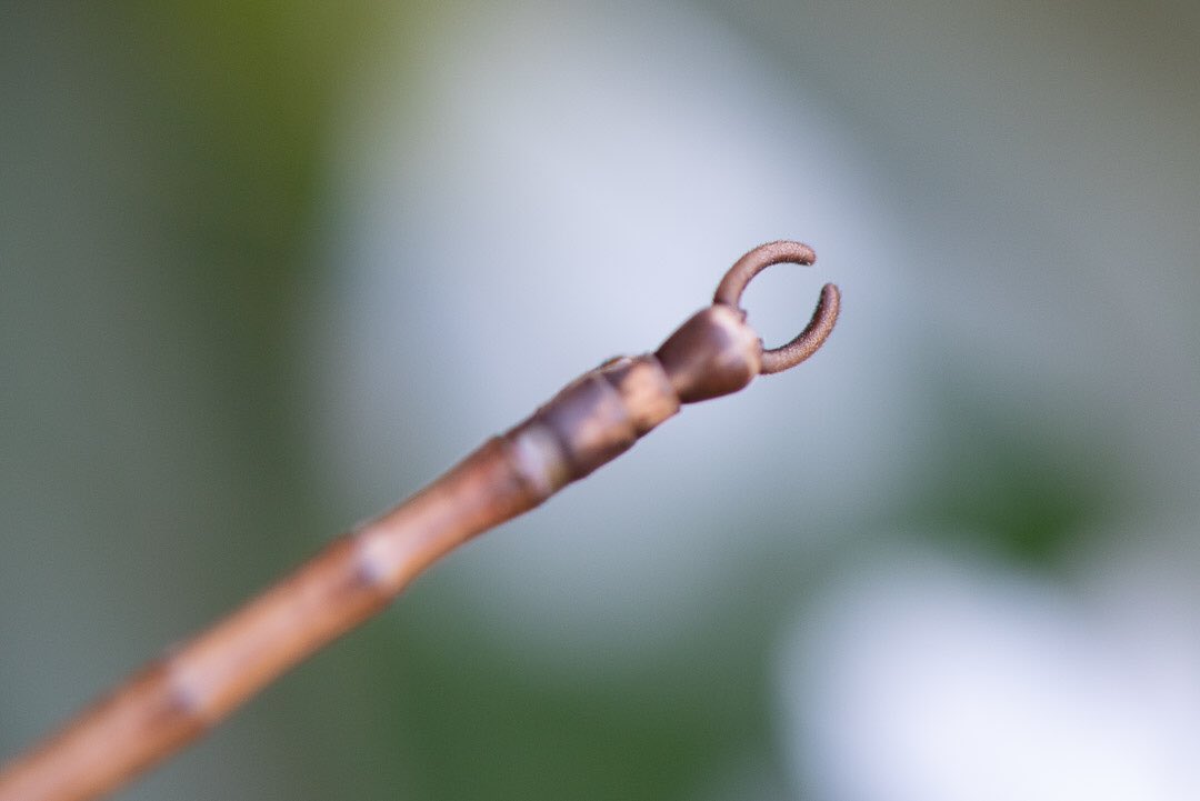 AlexElizabethJ's tweet photo. Spotted a camouflage master this afternoon. #walkingstick #nikonphotography #macrophotography https://t.co/cnKGaRHpgr