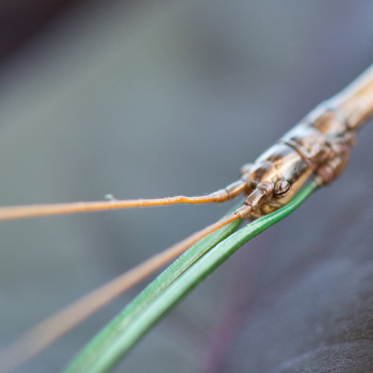 AlexElizabethJ's tweet photo. Spotted a camouflage master this afternoon. #walkingstick #nikonphotography #macrophotography https://t.co/cnKGaRHpgr
