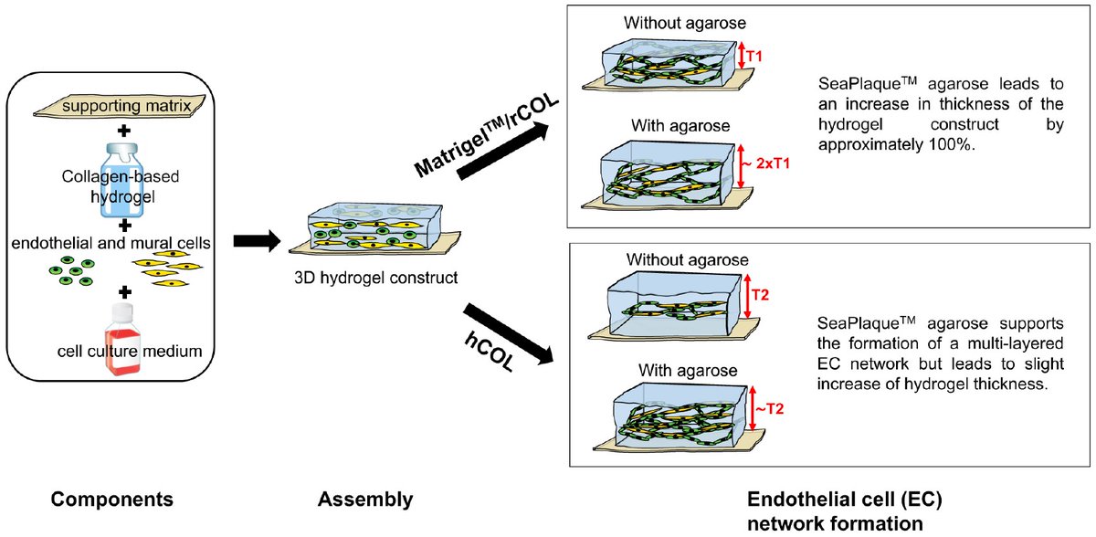 Gels_MDPI's tweet image. #gels Welcome to read our latest paper: &quot;Characterization of #Tissue_Engineered Endothelial Cell Networks in Composite #Collagen‑Agarose #Hydrogels&quot; by Dr. Andres Hilfiker&apos; s research group. 
mdpi.com/2310-2861/6/3/…