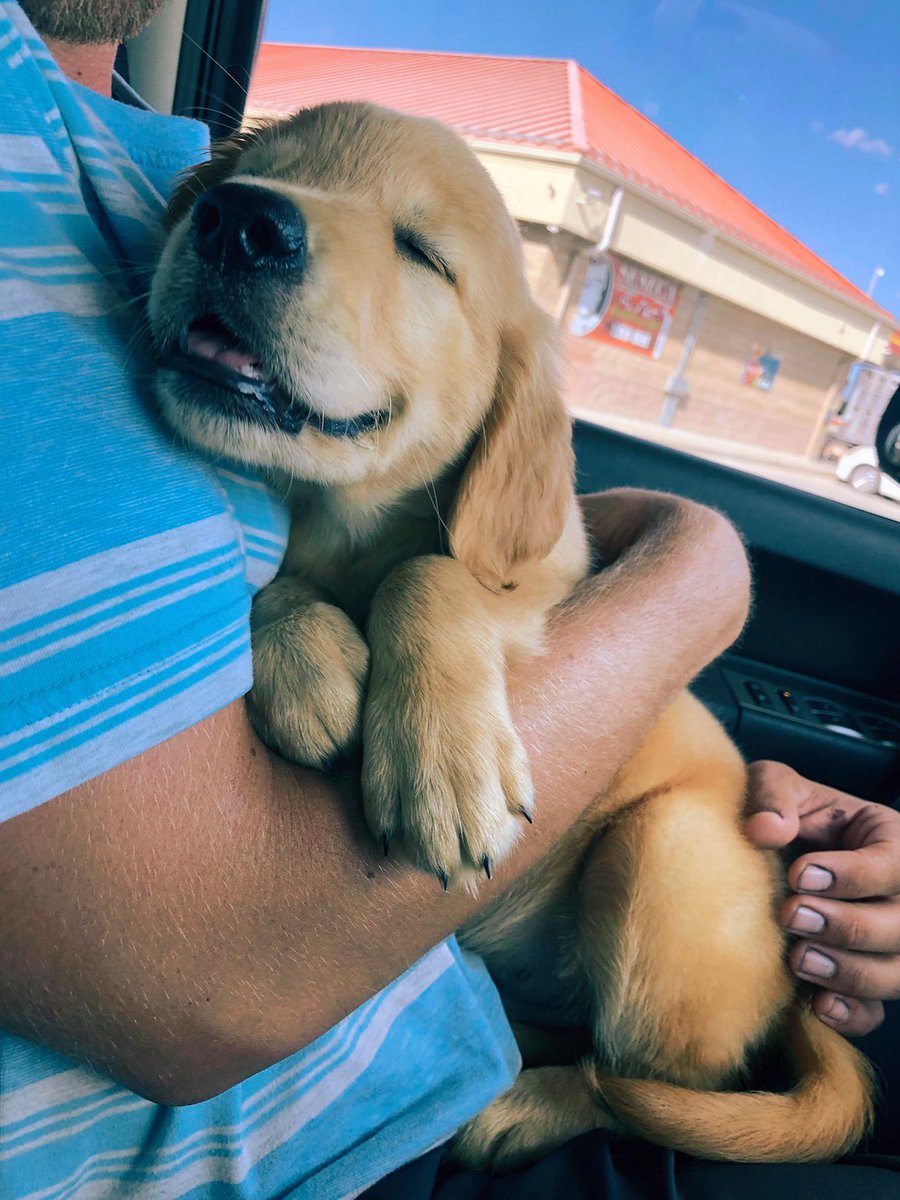 brooke_schaef95's tweet photo. we finally got our golden ☺️🥺💫✨🌞💛 https://t.co/IewpOanS5i
