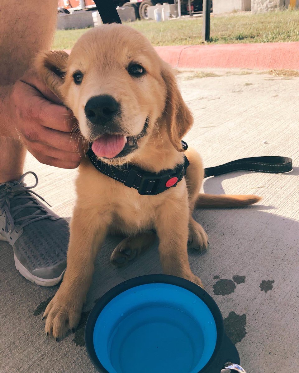 brooke_schaef95's tweet photo. we finally got our golden ☺️🥺💫✨🌞💛 https://t.co/IewpOanS5i
