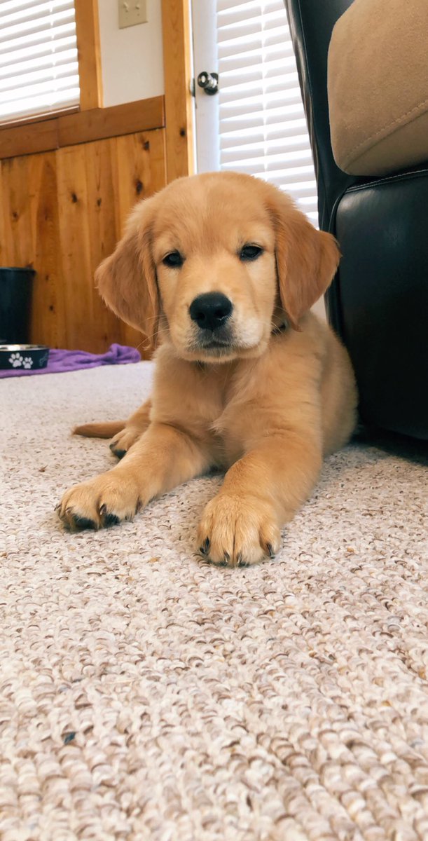 brooke_schaef95's tweet photo. we finally got our golden ☺️🥺💫✨🌞💛 https://t.co/IewpOanS5i