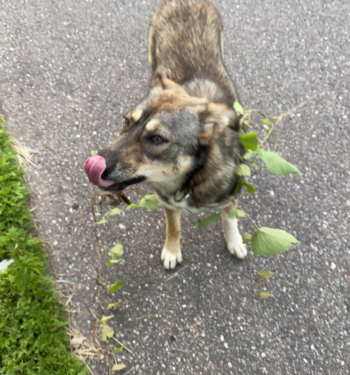 Jelly is our new(ish) girl from Alaska. She likes to torment her brother Lima, follow her idols Jenga and Pepé, and wear vines. She’s a teenager, too.