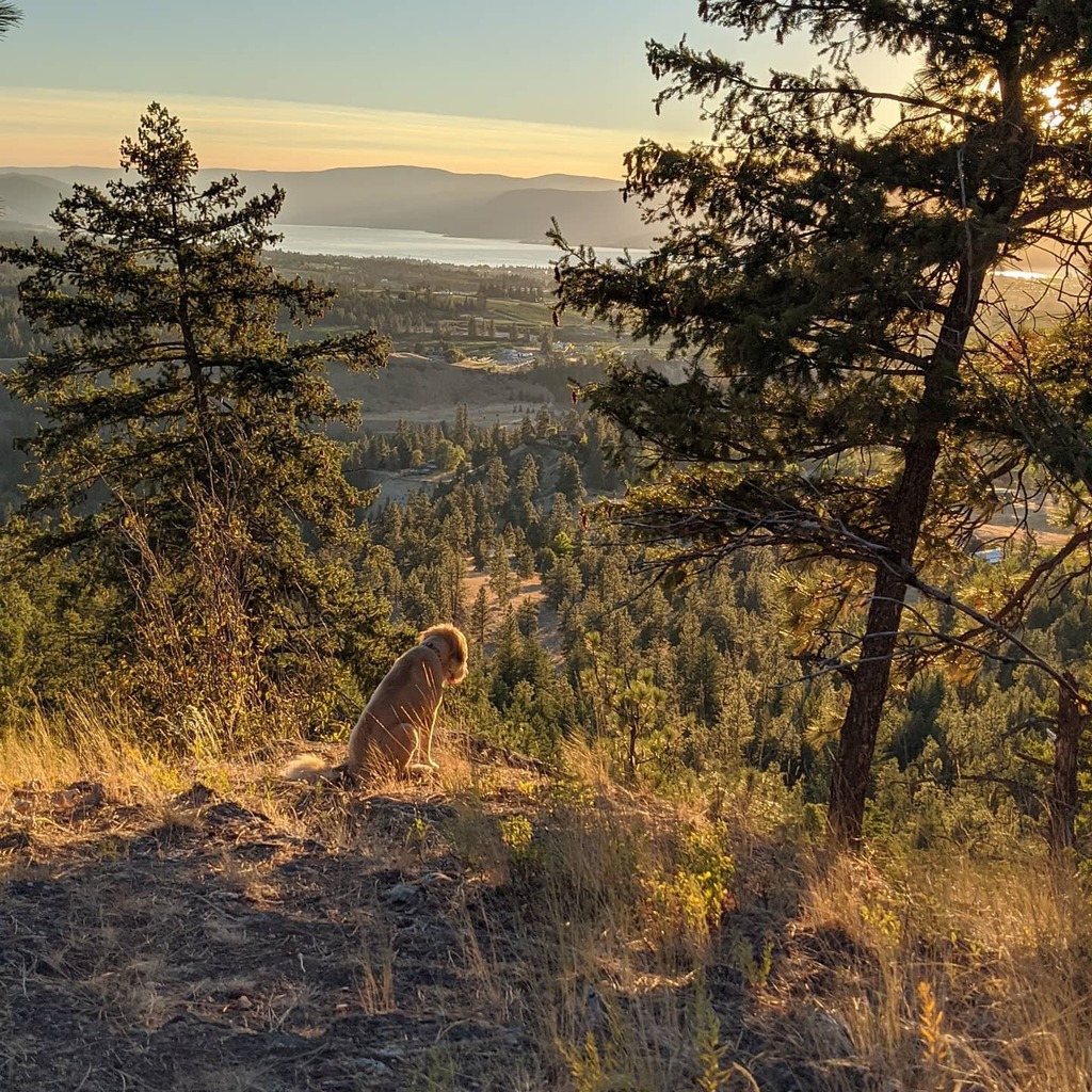 lancepriebe's tweet photo. Enjoying the sunset with a good friend. #hikingdogs #sunsetdog #sunset #dogsofinstagram #doghiking https://t.co/EsDHuhF0mF https://t.co/MwqPKiMR88