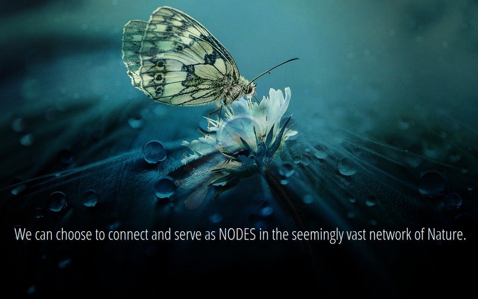 DialogueCircle's tweet photo. You &amp; I together are the butterfly, meaning that together we can affect the system through coordinated connection. In balanced connection we can become a communication hub that operates for our benefit the sensitive complex system in which we live.

#NaturePhotography 
#Covid_19 https://t.co/kjB38jflPN