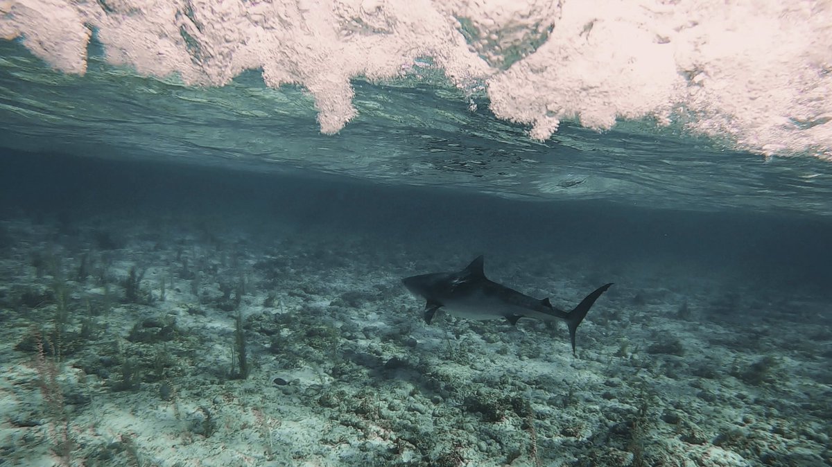 sharkresearchst's tweet photo. Tiger shark encountered on our trip in March cruising and likely prowling the back reef in search of a scrumptious green turtle 🐢 https://t.co/2XPvJ3yl6e