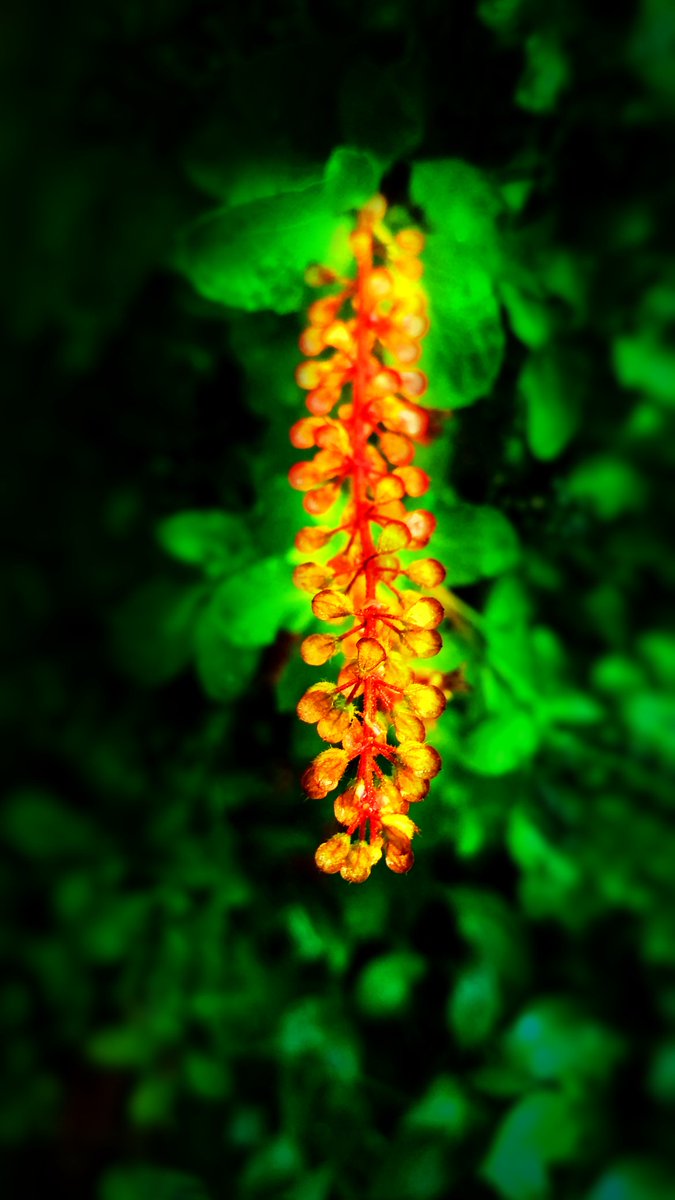 pixediting's tweet photo. Glow an object 
Watch: https://t.co/O35BFIU4Zf
Search for #pixeditings On Google, YouTube, Twitter, Facebook and Instagram
#NaturePhotography #nature #flower #Wallpapers #glow #snapseed https://t.co/8JF3E7AMFx