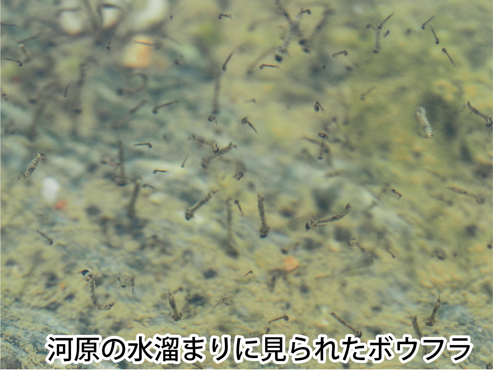 埼玉県立自然の博物館 ボウフラが河川敷の水溜まりにたくさんいました ボウフラはカの幼虫で くねくねとはねるように泳ぐ姿が独特です 同所で蛹も見られました 背中にある呼吸管を鬼の角に見立てて オニボウフラと呼ばれます 成長が早く 卵から成虫