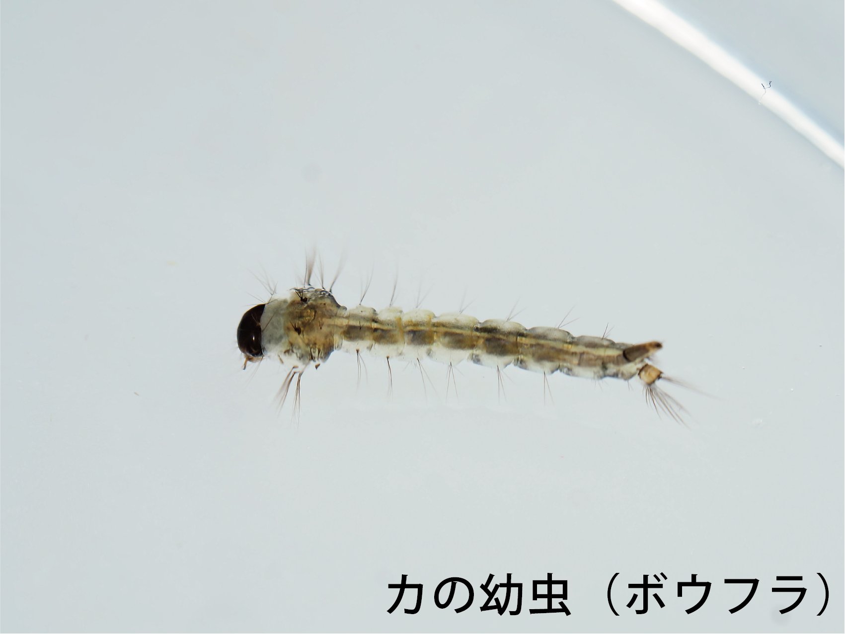 埼玉県立自然の博物館 ボウフラが河川敷の水溜まりにたくさんいました ボウフラはカの幼虫で くねくねとはねるように泳ぐ姿が独特です 同所で蛹も見られました 背中にある呼吸管を鬼の角に見立てて オニボウフラと呼ばれます 成長が早く 卵から成虫