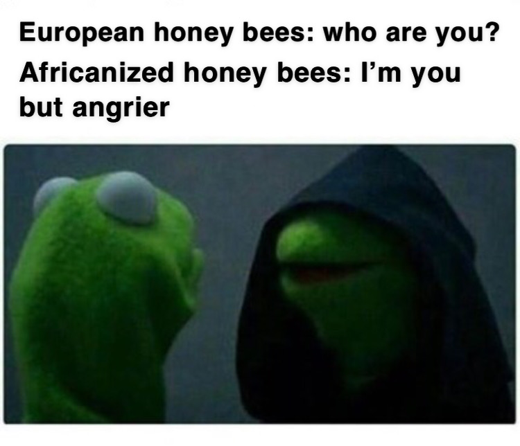 Aggie_UESO's tweet photo. Africanized honey bees said stay off my lawn π‘π #UESO #entomology #bees https://t.co/0aNBAUhamZ