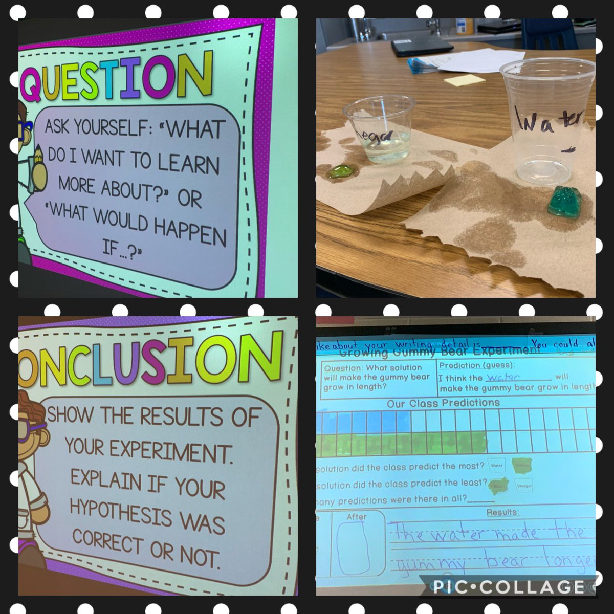 MeganLittle01's tweet photo. Learning the steps to the scientific method was so fun with our gummy bear experiment.  We concluded that the water made the gummy bear longer - there was even a possible dance session to the gummy bear song. @SandiHarrison22 @MRegan0123 @Hasty_Huskies @CherokeeSchools #funin1st https://t.co/lDTgcLNlav