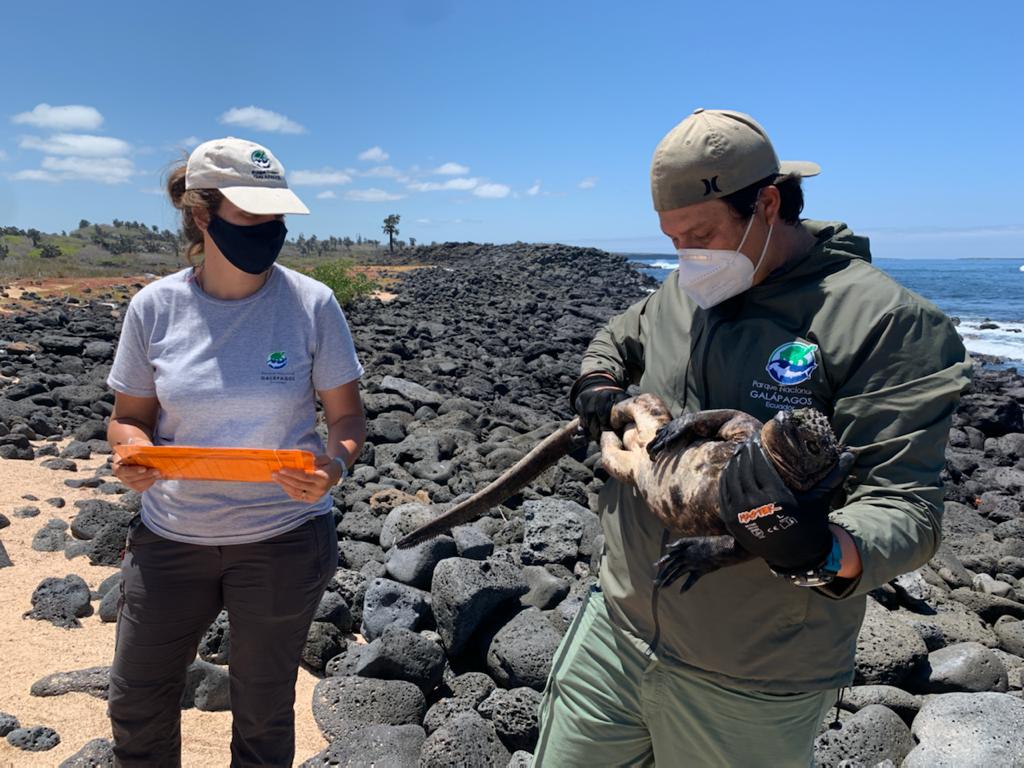 ZENITHTRAVEL1's tweet photo. After a long monitoring of the marine iguana community 🦎🦎 it was possible to prove the good state of health 👏🏻
.
.
.
.
.
.
#ZenithTravel #ZenithEcuador #information #blog  #Archipelago #IslasGalapagos #TePrometoEcuador #PrimeroEcuador #DiscoverEcuador #WelcomeToEcuador https://t.co/68oFgrT4IZ