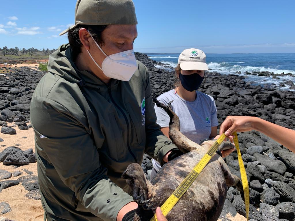 ZENITHTRAVEL1's tweet photo. After a long monitoring of the marine iguana community 🦎🦎 it was possible to prove the good state of health 👏🏻
.
.
.
.
.
.
#ZenithTravel #ZenithEcuador #information #blog  #Archipelago #IslasGalapagos #TePrometoEcuador #PrimeroEcuador #DiscoverEcuador #WelcomeToEcuador https://t.co/68oFgrT4IZ
