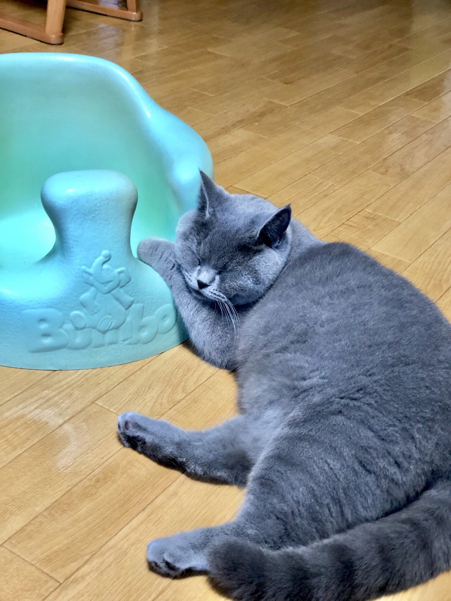 ねこポプラ お気に入りなのです それは 赤ちゃんのイス まぁ かわいいからいいか ブリティッシュショートヘア ねこポプラ バンボ お昼寝 猫のいる暮らし 猫好きさんと繋がりたい